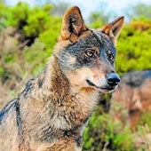 El TSJC mantiene su aval a la extracción de lobos porque la situación de la especie «no es desfavorable»