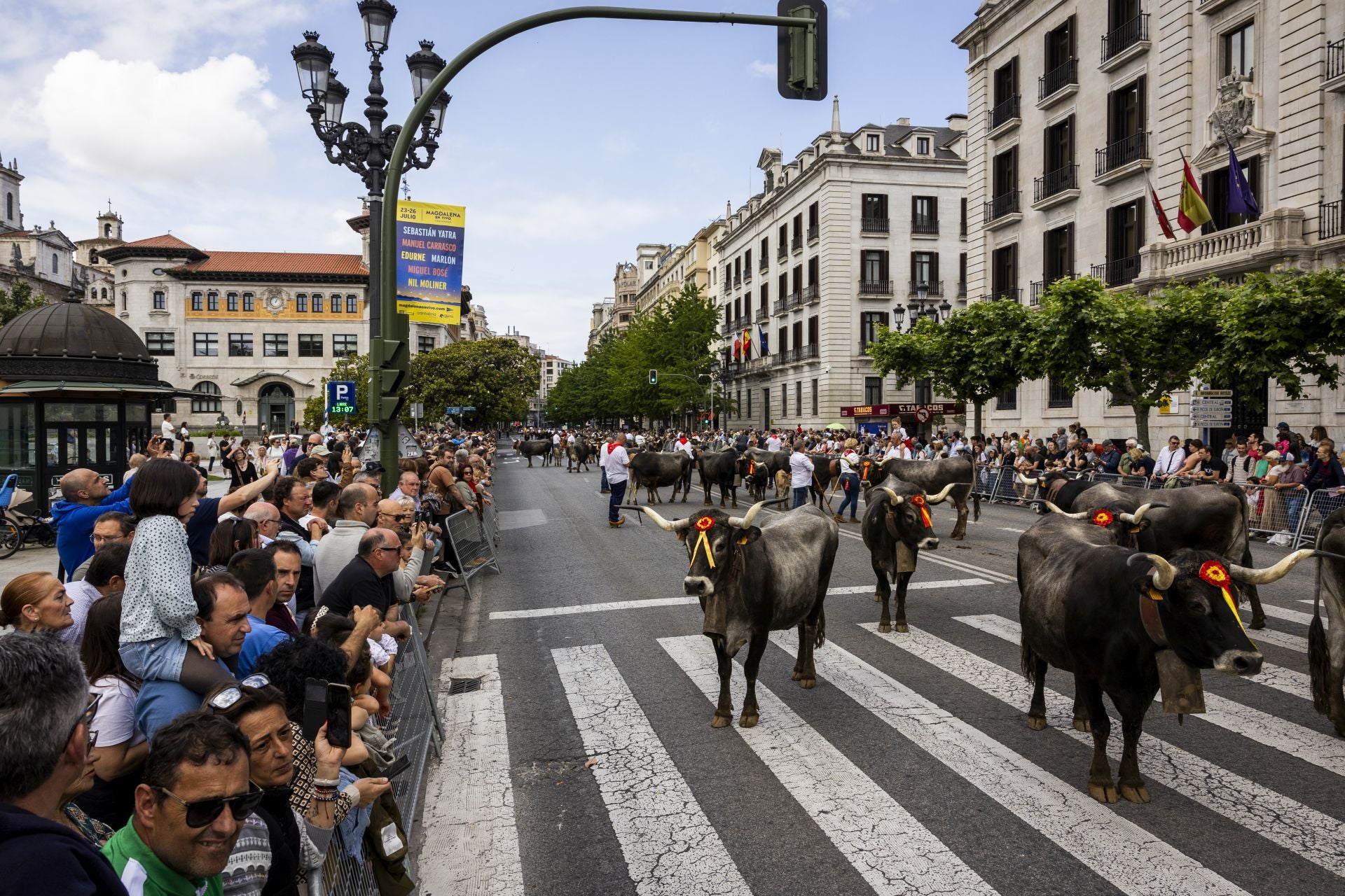 Las vacas por el Paseo de Pereda. 