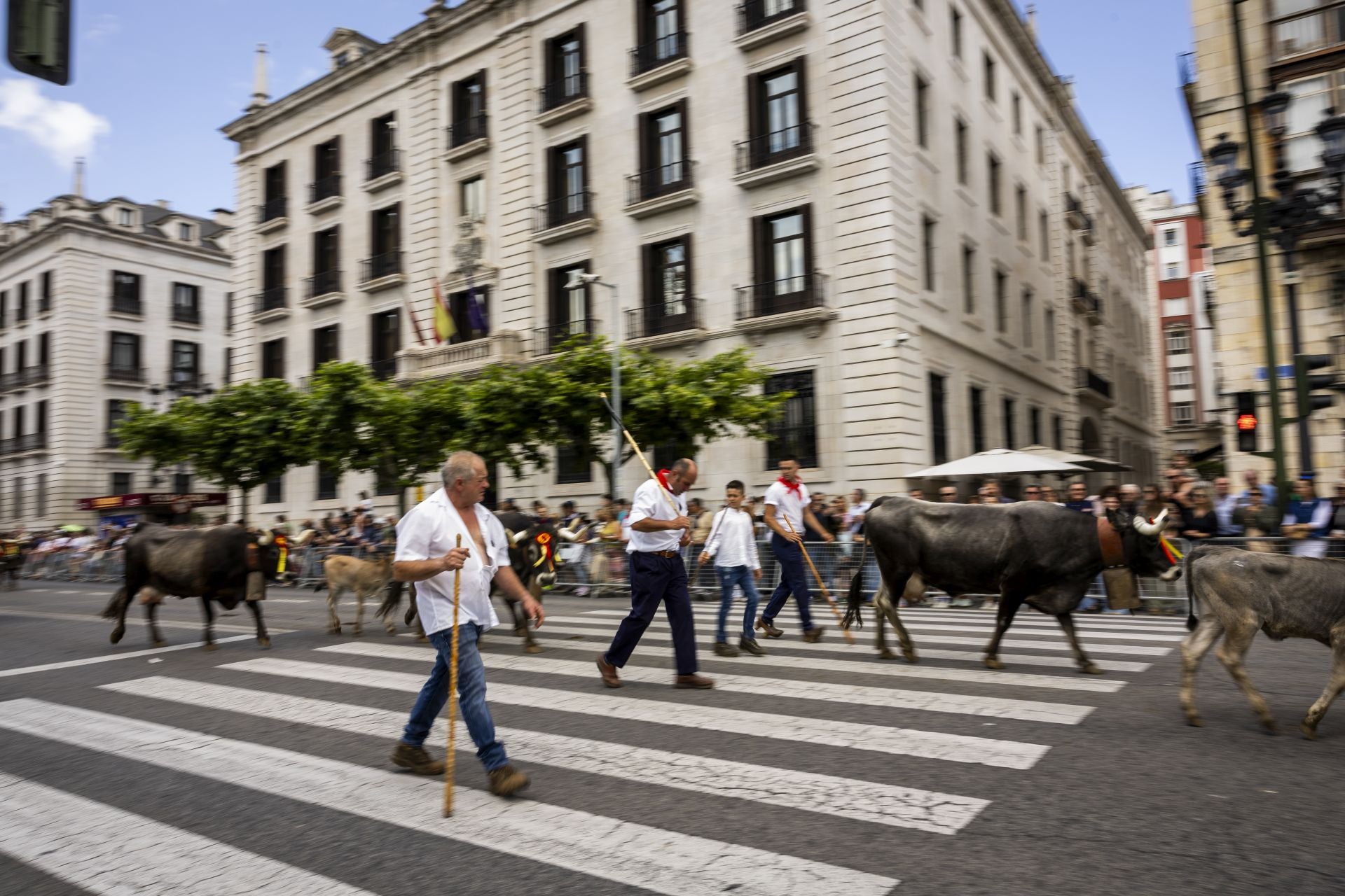 Las tudancas a su paso por la Delegación del Gobierno.