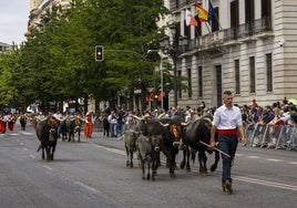 Las vacas por el Paseo de Pereda