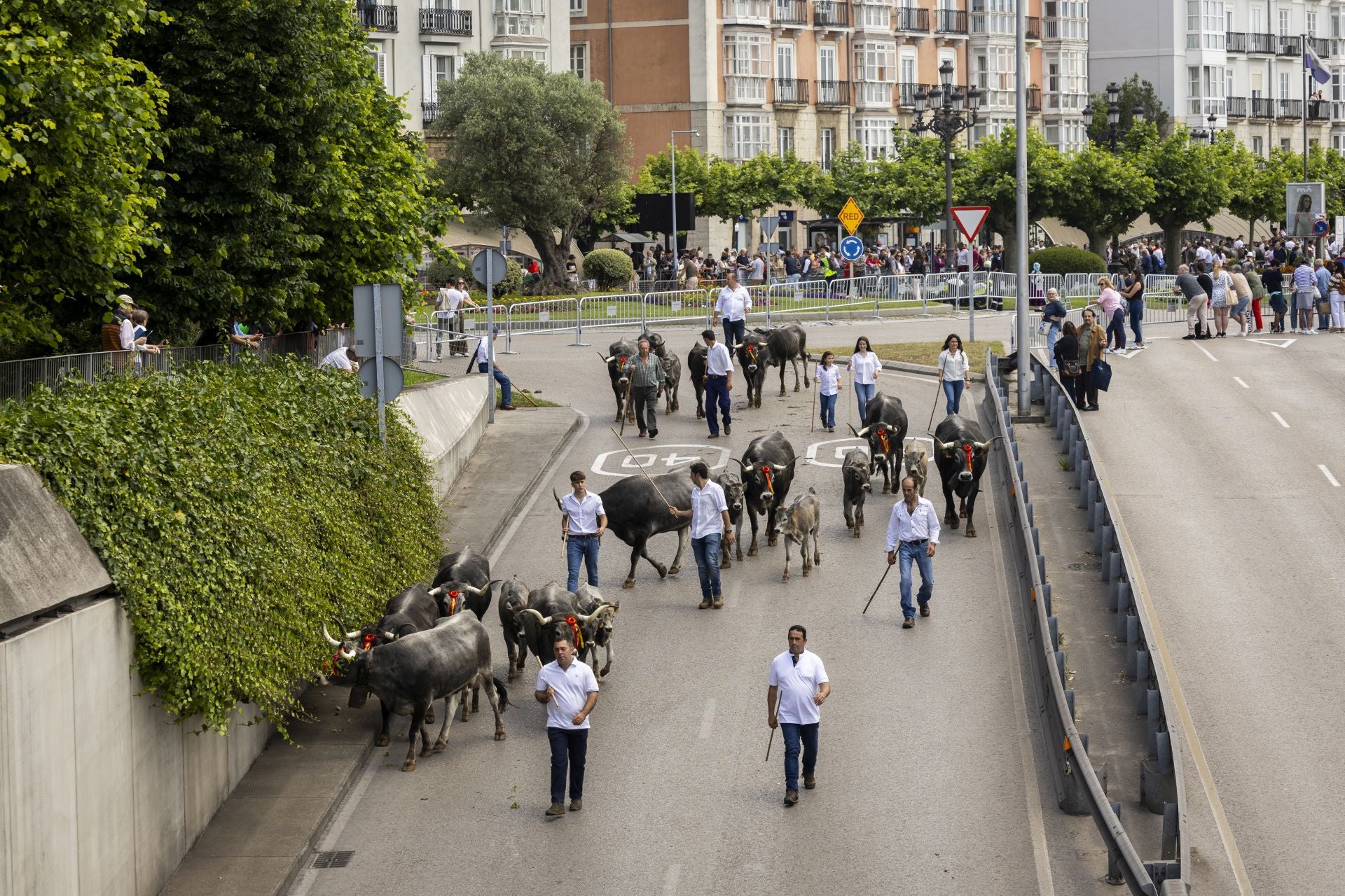 El ganado accediendo al túnel del Centro Botín.