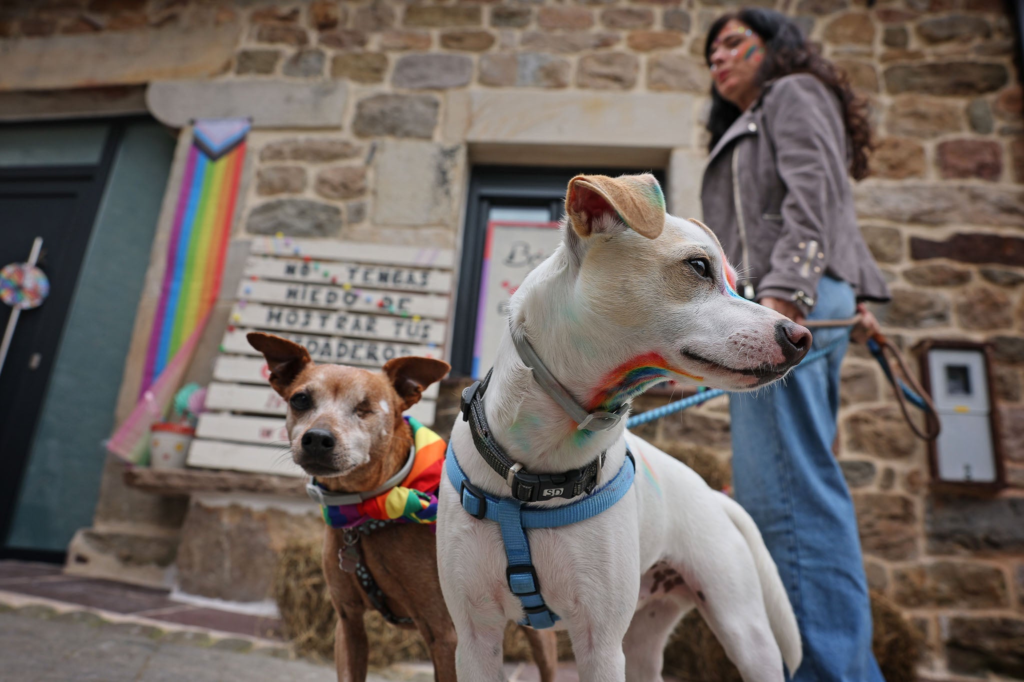 Hasta los perros celebraron el orgullo.