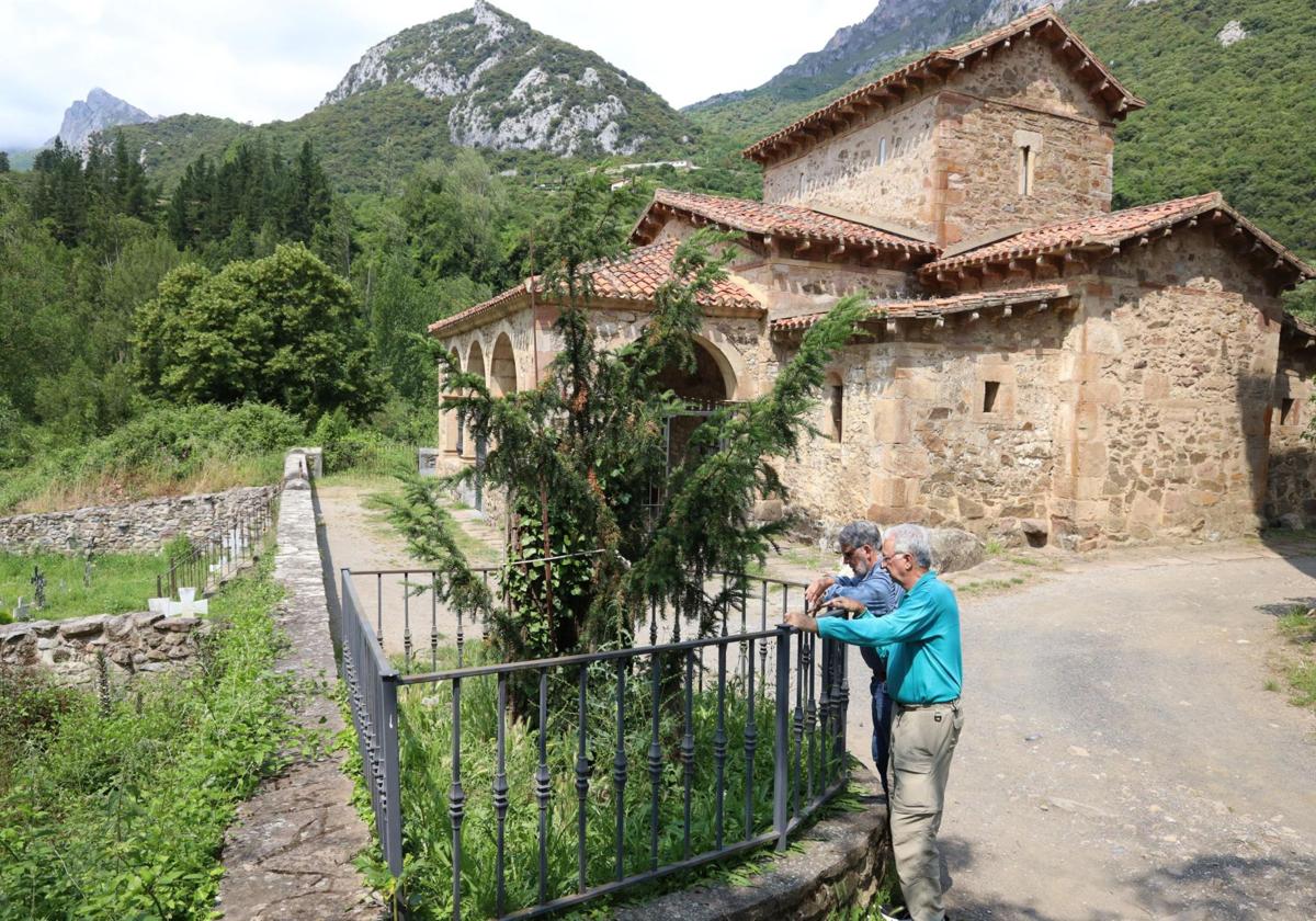 El 'hijo' del Tejo centenario de Lebeña mide ya tres metros de alto