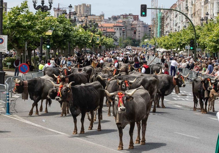 Las vacas por el Paseo de Pereda