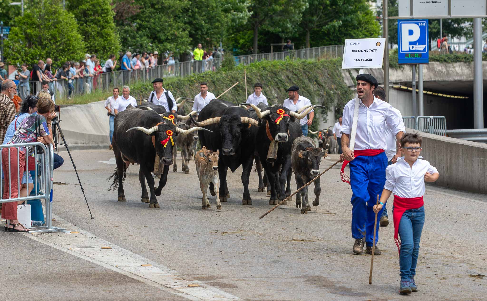 La ganadería Chema 'El Tati', de San Felices, desfilando por Santander. 