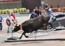 El momento en el que la tudanca salta la valla para regresar al recorrido.