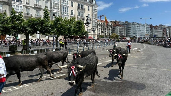 Las vacas, en las inmediaciones de Puertochico.