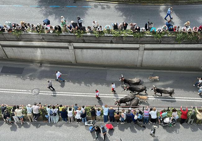Las vacas por la calle Jesús de Monasterio.