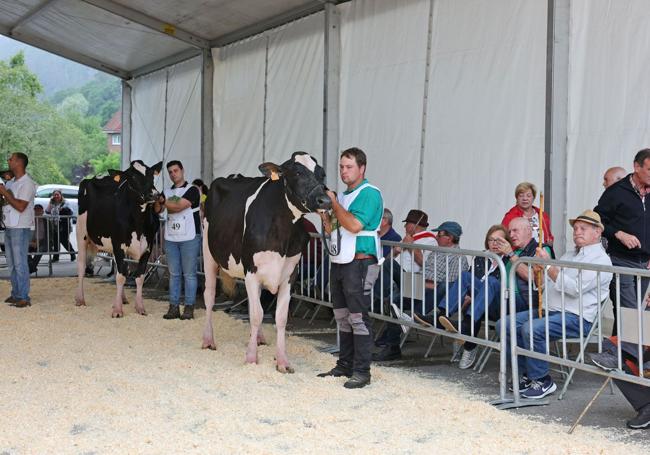 El público disfruta viendo a las vacas participantes en el concurso.