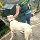 Imagen principal - Investigan a un vecino de Castañeda por pegar una brutal paliza a su perro
