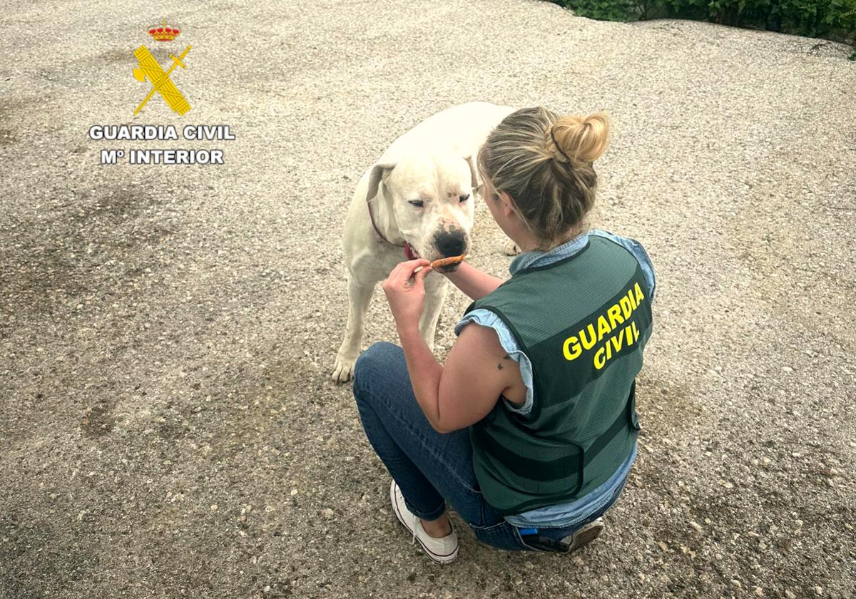 El perro, un dogo argentino de tres años, se encuentra ya en una protectora de animales.