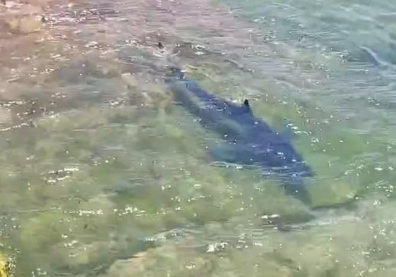 Santoña recibe la visita de un tiburón azul