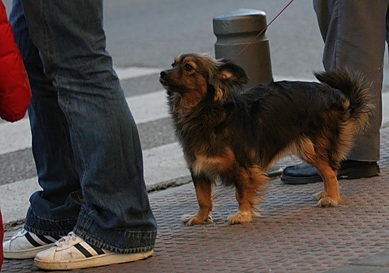 Un perro pasea por la ciudad.