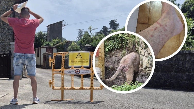 Una plaga de pulgas de gran magnitud obliga a cerrar un barrio de Cóbreces