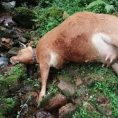 Fidel Fernández se queja de que la vaca se despeño defendiendo a su ternero recién nacido de los lobos.
