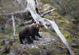 Un oso pardo, en una zona indeterminada de la Cordillera Cantábrica.