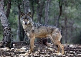 Una imagen de archivo de un lobo ibérico.