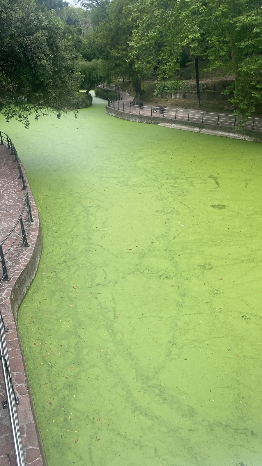 Mataleñas, verde otra vez