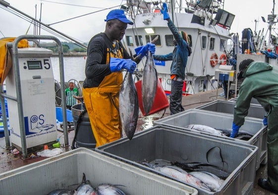 Pescadores del Madre Lita descargando bonito esta mañana en el puerto de Santoña.