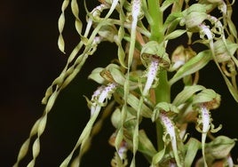 La orquídea hallada en Santander.