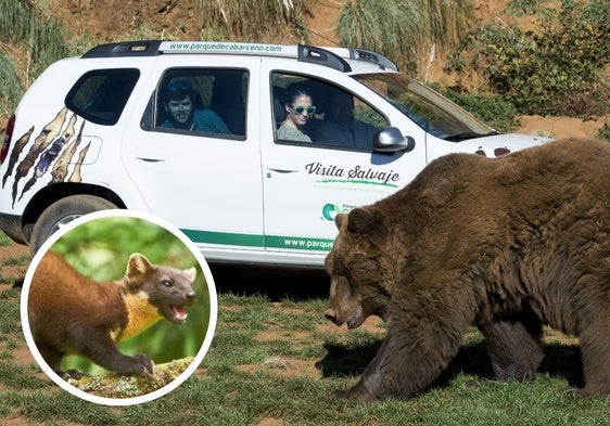Uno de los vehículos de Cabárceno y, en detalle, un ejemplar de marta, el animal que 'saboteó' los coches.