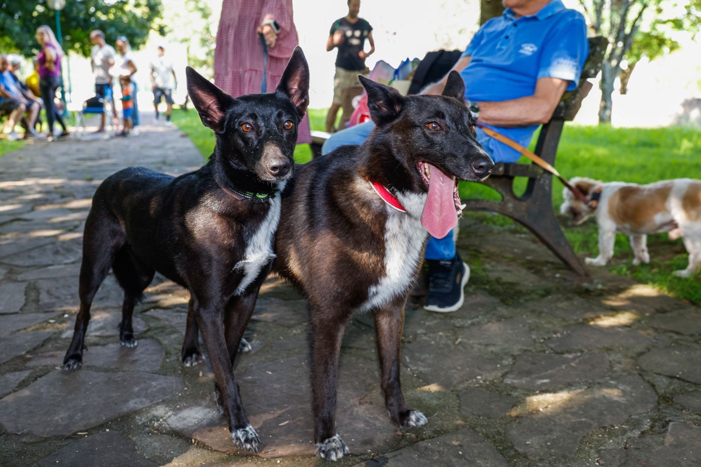 El Ayuntamiento, que organiza un buen puñado de eventos de este tipo a lo largo del año, reitera su compromiso con el bienestar de los animales.