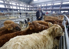 Un ganadero con sus vacas en una jornada de feria en el Mercado de Torrelavega.