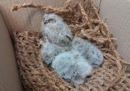Las crías de autillo han sido rescatadas y enviadas al Centro de Recuperación de Fauna Silvestre.