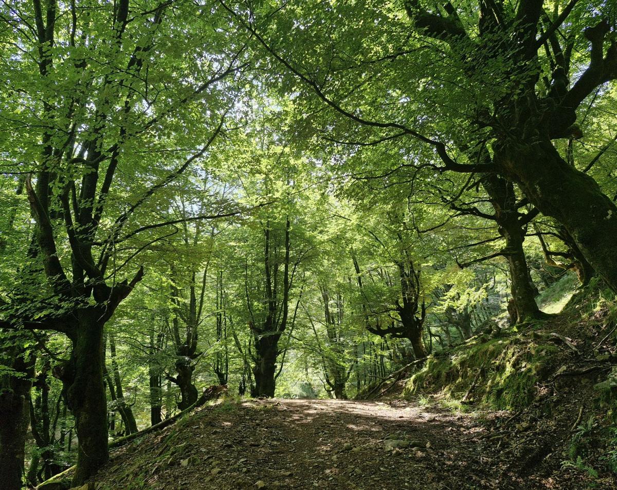 Las hayas dibujan un paisaje de cuento en el Hayal de Aloños.