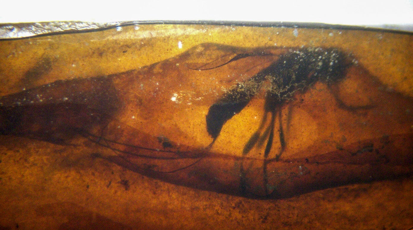 Insectos de hace más de cien millones años atrapados en piezas de ambas abrieron importantes líneas de investigación.