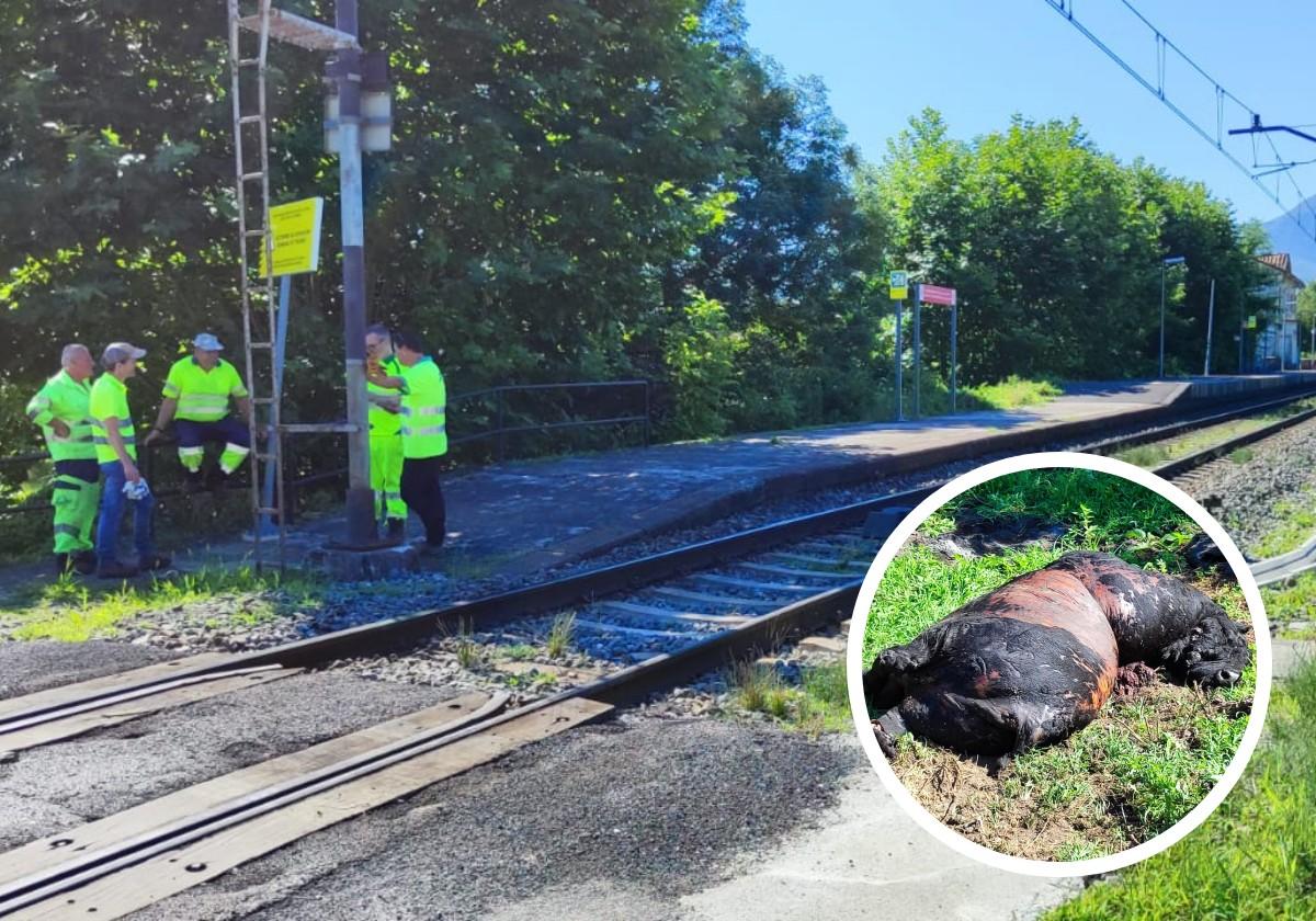 Lugar del accidente y, en detalle, el animal muerto tras el arrollamiento.
