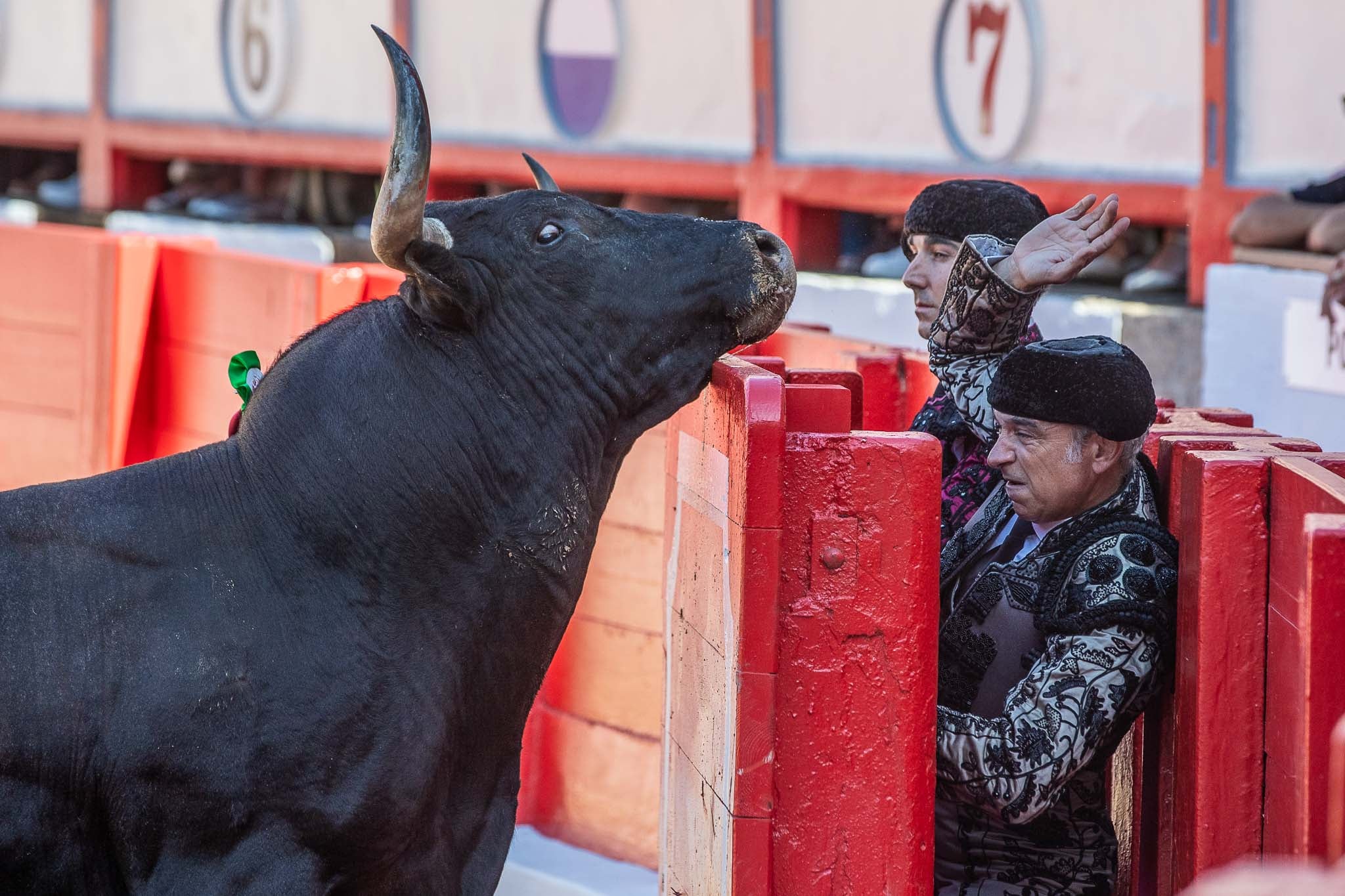 Uno de los Miura asoma la cabeza por encima del burladero frente a Curro Robles.