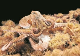 El pulpo en su hábitat natural.