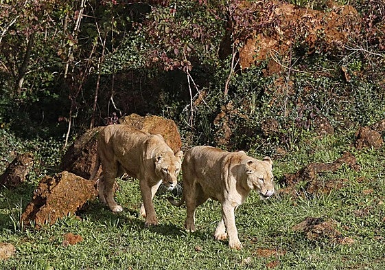 Una pareja de leones pasea por Cabárceno