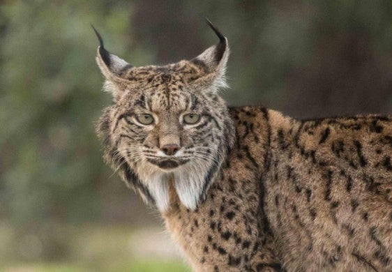 Los linces están incluidos en el listado de especies amenazadas.