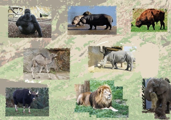 Cabárceno cumple 35 años convertido en el gran referente del turismo en Cantabria