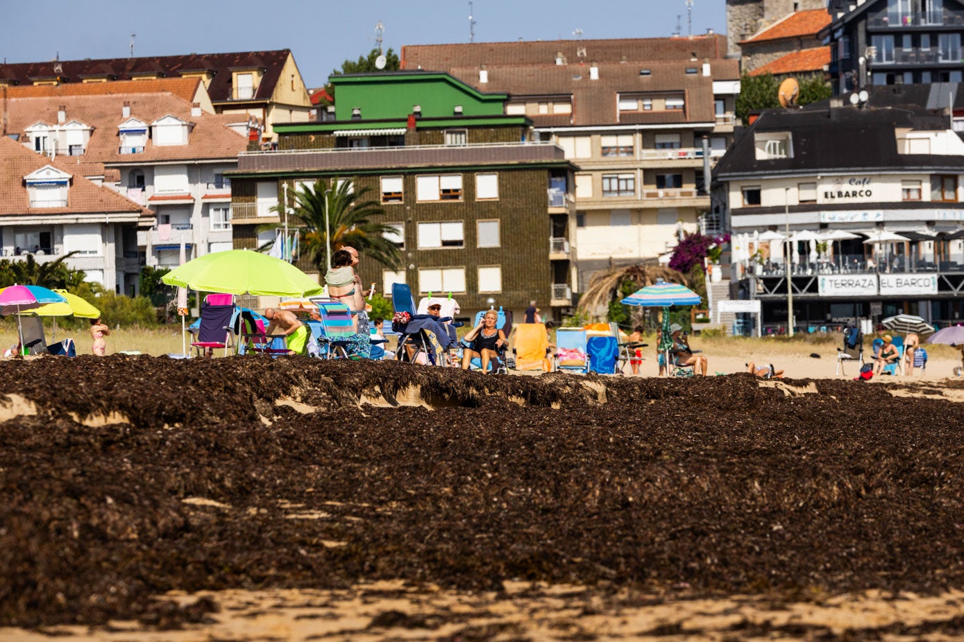 Hay algas que han alcanzado el montículo de arena y no se las puede llevar de vuelta la marea.