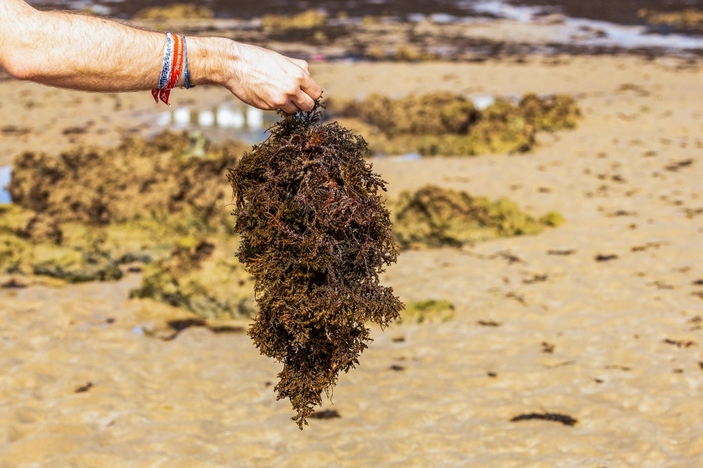El rugulopteryx okamurae, el alga invasora asiática.