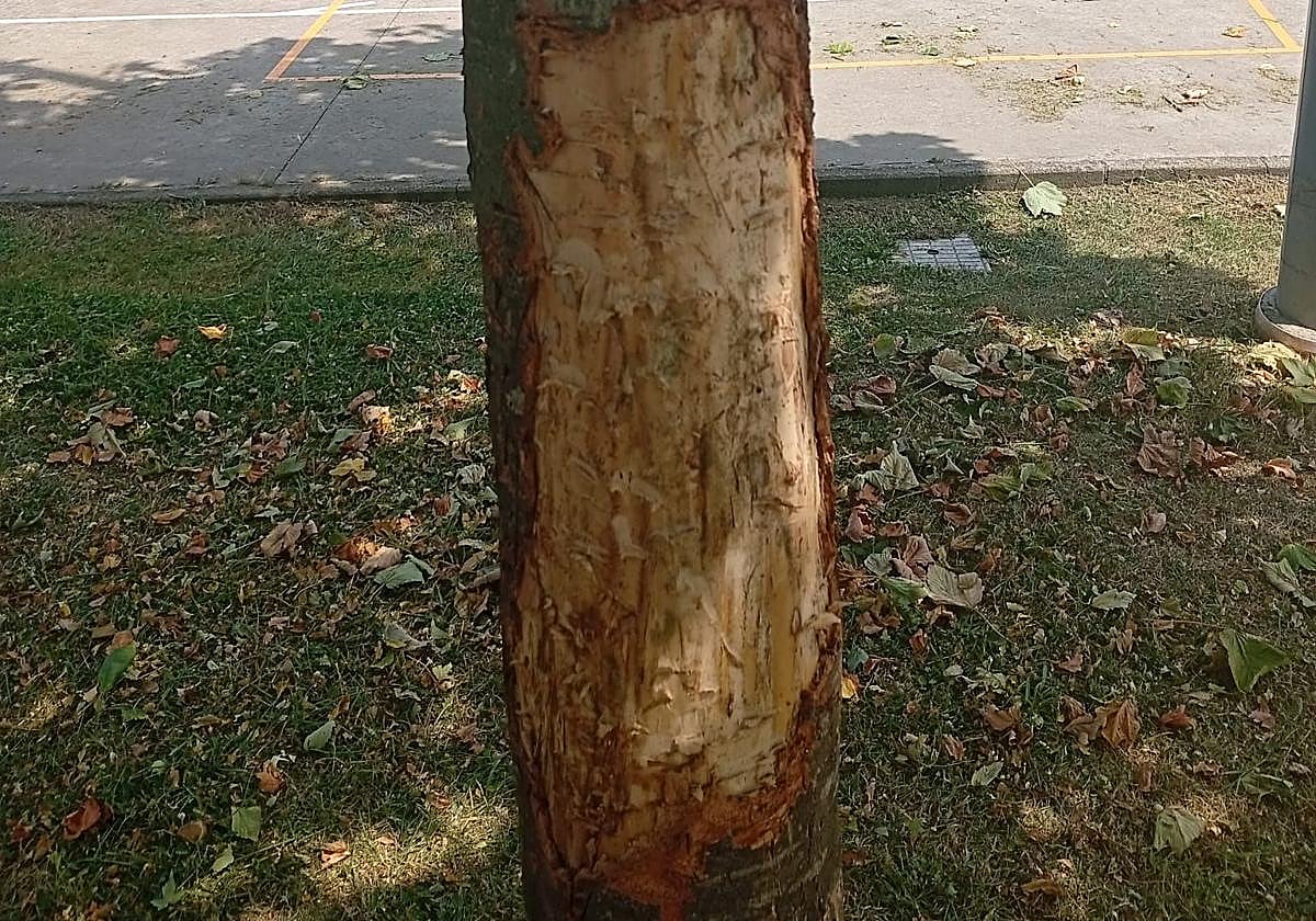 Uno de los árboles que se han destrozado a machetazos en el colegio.