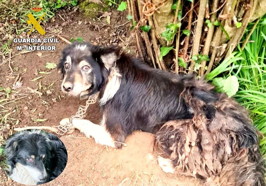 Estado en el que encontraron uno de los perros abandonados.