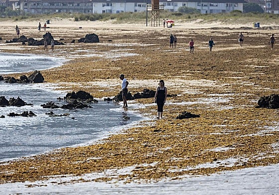 Playa de Trengandín en Noja plagada del alga asiática esta semana.