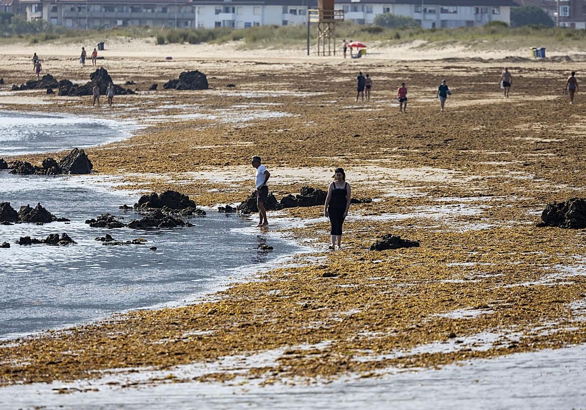 Playa de Trengandín en Noja plagada del alga asiática esta semana.