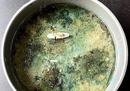 'Surfeando con mi perro'. Mixta. 2024.