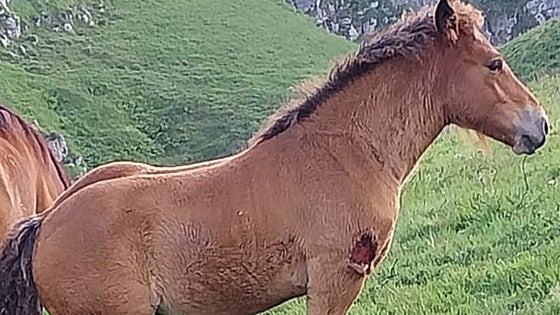 El lobo se ensaña y ataca a las puertas de las tres villas pasiegas