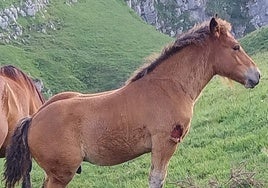 Uno de los animales atacados hace unos días en San Roque de Riomiera.