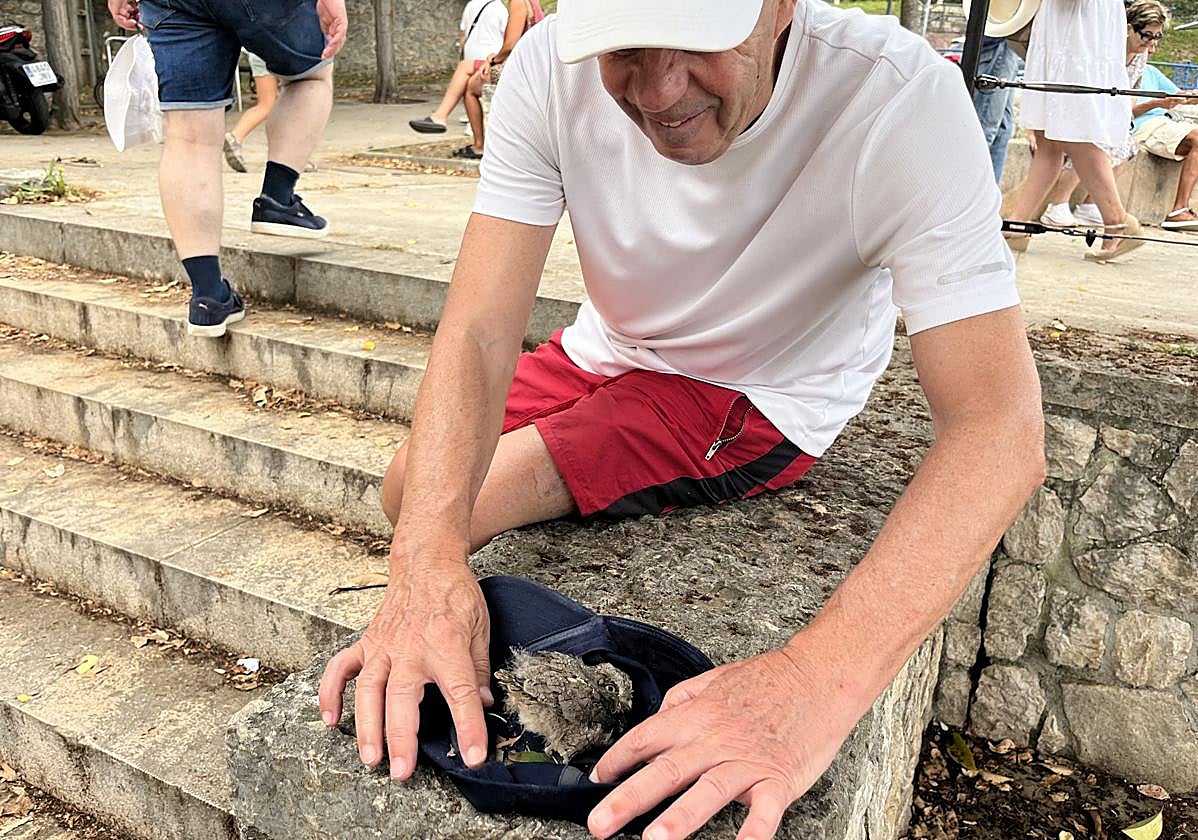El autillo europeo herido, en el interior de una gorra.
