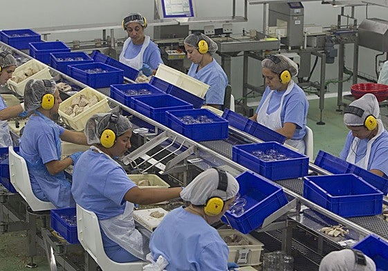 Un grupo de mujeres en la linea de producción de bonito, en la factoría de Santoña.