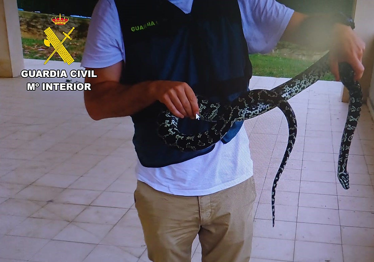 Agente de la Guardia Civil con la serpiente pitón diamantina.