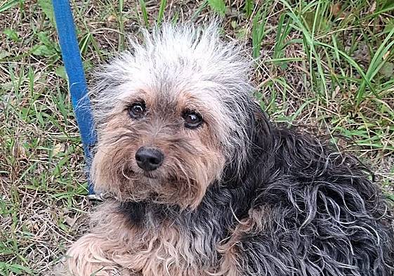 Laika, en una imagen proporcionada por la familia.