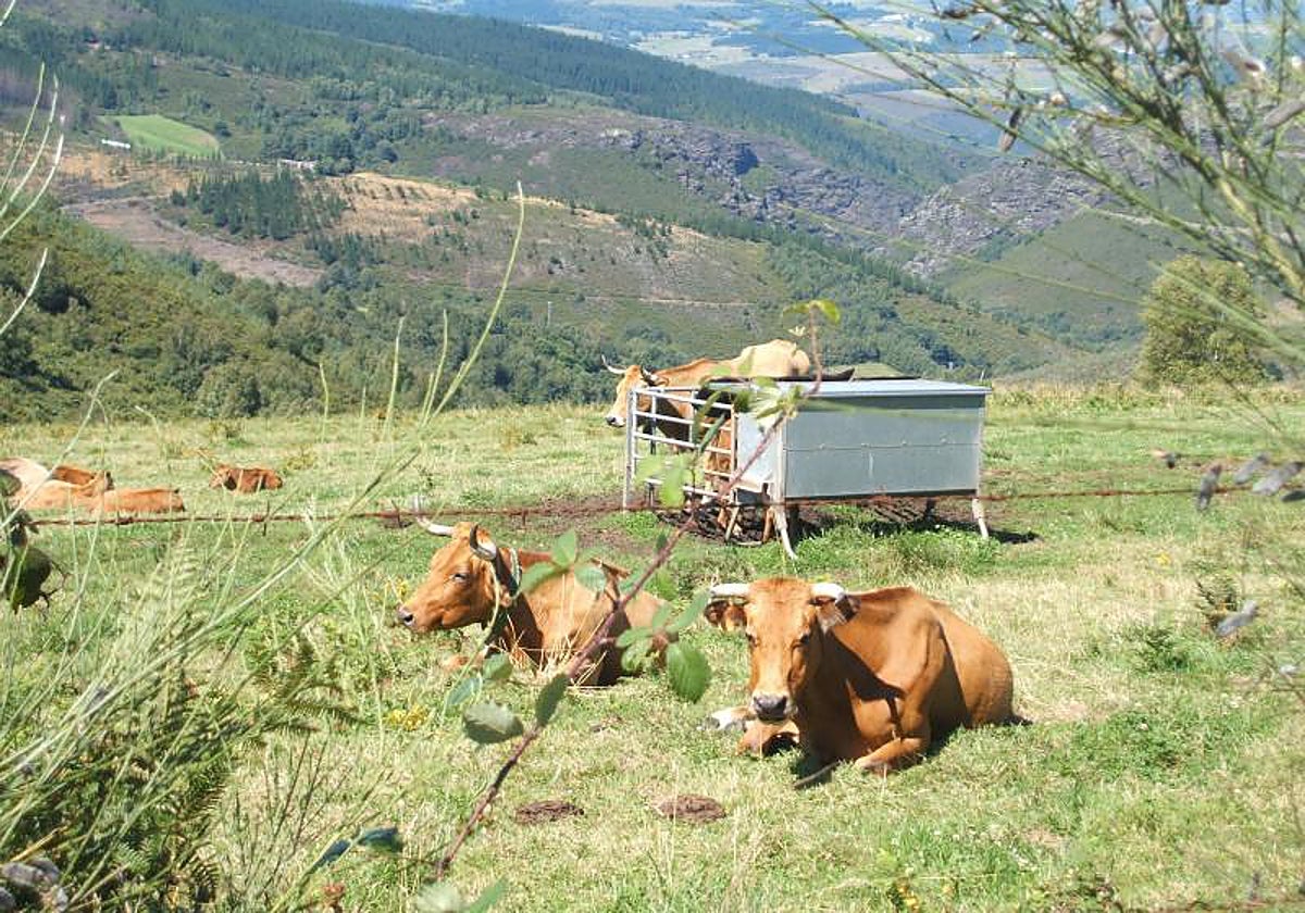 Ganado de vacuno descansando.
